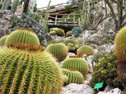 An einer felsenwand mit ausblick bis zur italienischen riviera entführt dieser exotische garten die besucher in fremde gefilde. Der Exotische Garten Von Monaco In Provence Alpes Cote D Azur