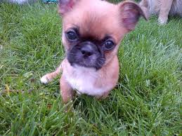 Mom and dad available for viewing. Chihuahua Cross Pekingese Puppies For Sale Petsidi
