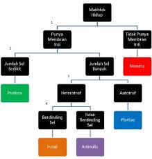 Pengertian dari kunci determinasi ialah suatu cara atau langkah untuk dapat mengenali organisme dan juga mengelompokkannya kepada takson makhluk hidup. Contoh Kunci Determinasi Kunci Dikotom Pada Hewan Dan Tumbuhan