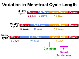 Here you may to know how to determine your menstrual cycle length. Animal Science 434 Reproductive Cycles In The Female