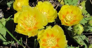 All have flat, fleshy pads that look like large leaves. Eastern Prickly Pear Cactus