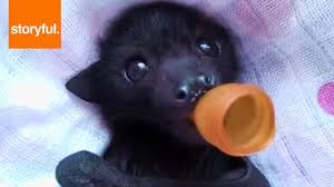 Bat has a specialized browser that lets you surf the some brokers can charge you a small fee as a commission for each trade made on the platform. Orphan Baby Bat Enjoying Massage Youtube