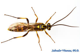 Image result for Habenaria ichneumonea