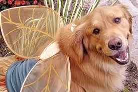 We are staffed only by volunteers and rely on the kindness of our community to financially support our efforts. Pet Events Maryland Pet