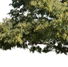 Image result for Tipuana tipu