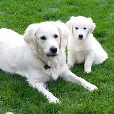 Our golden retriever puppies undergo training from day one and are available at various stages of obedience depending on your preference. K M English Cream Golden Retrievers Home Facebook