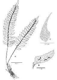 Image result for Asplenium inaequilaterale