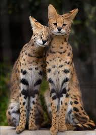Серва́л, или кустарниковая кошка (лат. Photos That Say More Than Just A Thousand Words Serval Cats Serval Cute Cats