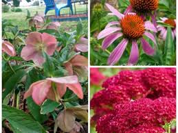 Perennials are super easy to care for. Hardy Perennials My Top 20 Favorites Print Shopping List Updated