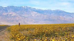 The app includes 1,691 species of plants found in death valley. A Desert S Once In A Decade Super Bloom Bbc Travel
