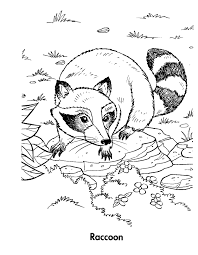 Download and print these adult coloring pages for free. Christmas Raccoon Coloring Pages