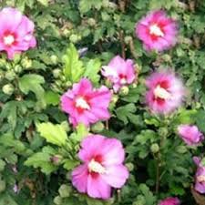 Der blühfreudige hibiskus ist aus den gärten kaum noch wegzudenken. Hibiskus Schneiden Wann Und Wie Man Es Macht Hibiskus Schneiden Hinterhof Pflanzen Gartenhibiskus