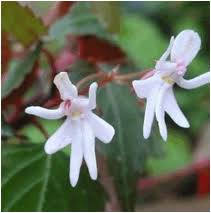 Image result for Impatiens bequaertii