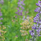 Pollinator Garden Tour