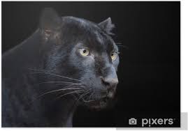 Black panther party poster zu spitzenpreisen. Black Panther Poster Pixers We Live To Change