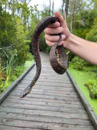 Image result for Kalaharia uncinata