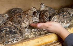 Posting pada burung ditag aktivitas burung merpati, cara membuat bekupon suroboyoan, cara pemberian b complex pada merpati balap, makanan anak burung merpati, makanan burung merpati kipas, makanan merpati baru menetas, makanan merpati biar cepat gemuk, makanan merpati jacobin, makanan merpati kolong juara, makanan untuk burung pombo, manfaat. 8 Jenis Makanan Burung Puyuh Agar Cepat Bertelur Burungnya Com