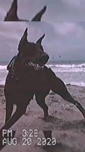 Video Doberman V 2020 G Doberman Shenki Porody Shenkov Shenki