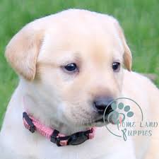 If you are searching nearby texas, you can check silver lab puppies for sale in texas on. Labrador Puppies For Sale Chocolate Lab Puppies Home Land Puppies