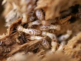 Pest control in tampa with a money back guarantee! Blog Sam Termite