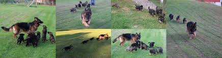 German shepherd puppies in binghamton, new york is a wonderful addition to any family. Shadowbrook Shepherds