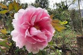 Die pfingstrosen (paeonia), auch päonien genannt, sind die einzige pflanzengattung der familie der pfingstrosengewächse (paeoniaceae). Pfingstrosen Pflanzen Pflegen Standort Schoner Wohnen