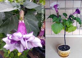 Image result for Datura