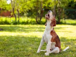 Les chiens qui n'ont pas été correctement socialisés deviennent souvent des aboyeurs de nuisance. Chien Qui Aboie Beaucoup Les Solutions