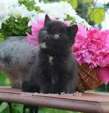 все породы кошек с фотографиями и названиями по алфавиту Dzhakarta Brilliantovaya Rossyp Kotikibri By Kotyata Koshki Koshki I Kotyata