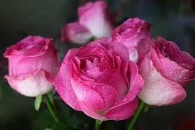 Download the perfect flower pictures. Pink Roses Their History Meaning By Color Shade Flower Glossary