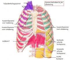 Ademhalen Osteopathie Huizen Muscle Weakness Muscle Training Muscle