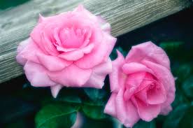 Image result for Rosa sp.