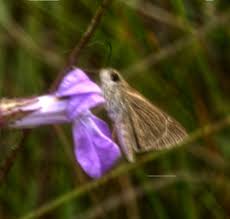 Image result for Lobelia petiolata