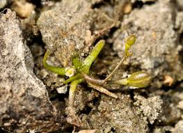 Image result for Subularia monticola