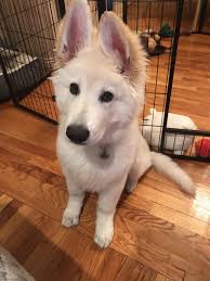 Ghost The White German Shepherd R Aww