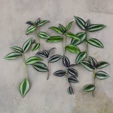 Image result for Tradescantia zebrina