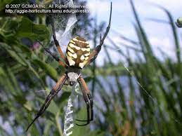 I want to know what does it mean when a garden spit on white gooey stuff. Beneficial Spiders In The Landscape 24 Garden Spider Argiope Aurantia