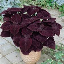 Check spelling or type a new query. 15 Gambar Jenis Pokok Hiasan Dalam Rumah Berwarna Purple