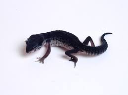 Black Pearl Leopard Gecko Leopard Gecko Gecko Lizard