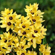 Gladiolus grows from 2 to 4 feet tall and comes in most colors. Allium Ampeloprasum Bulb Flowers Flowers Perennials Yellow Emperor