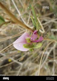 Image result for Otoptera