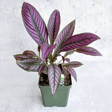 Image result for Strobilanthes