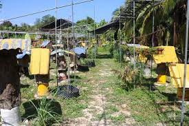 He, together with haji najib, had made an ad hoc visit to the affected farm and confirmed the presence of larvae in the hives. Meeting Malaysian Stingless Bees On Langkawi Island