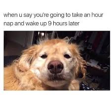 Going To Take An Hour Nap Dog Meme Funny Dog Memes Funny Animal Memes Dog Memes