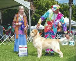 Before making a reservation on a certain puppy please call or text michelle to make sure that puppy is still available or else we can not guarantee your selection. Golden Retriever Dogs In Utah County Ut Golden Havoc Kennels