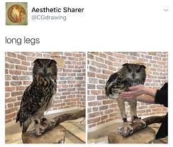 This Is Madness This Is Glory Stability I M Screaming Did Anyone Know That Owls About 0% of these are stuffed & plush animal. syncogon tumblr
