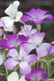 Image result for Agrostemma