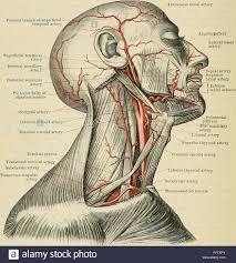 Innere Drosselvene Stockfotos Und Bilder Kaufen Alamy