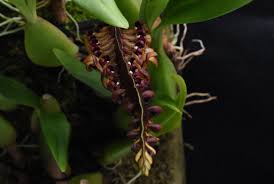 Image result for Bulbophyllum intertextum
