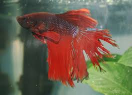 Fin Rot Symptoms Causes And Treatment